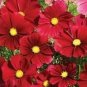 100 Seeds Cosmos Bipinnatus Sensation Dazzler #ABG11