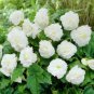 25 flowers Seeds Begonia Tuberosa Double White easy to grow #ABG11