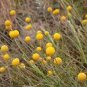 flowers seeds Billy Buttons  Craspedia Globosa, 50 Seeds #ABG11