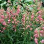 flowers seeds Penstemon Pink, 50 Seeds #ABG11