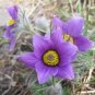 flowers seeds Anemone Pulsatilla Vulgaris Pasque Flower Violet ,25 Seeds #ABG11
