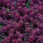 200 flowers seeds Alyssum Lobularia Maritima Oriental Nights #ABG11