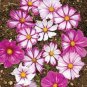 100 flowers Seeds Cosmos Bipinnatus Sensation Candy Striped,easy to grow #ABG11