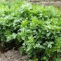 50 Seeds  Lovage  Levisticum Officinalis easy to grow  #ABG11