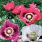 200 fresh flowers Seeds Poppy Pepperbox #ABG11