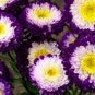 50 flowers Seeds Aster Callistephus Tall Pompon Blue#ABG11