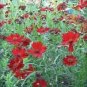 fresh flowers seeds Coreopsis Tinctoria Mahogany Midget. 50 Seeds #ABG11