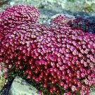 100 flowers Seeds Saxifraga Purple Robe #ABG11