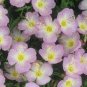 500 Seeds  Evening Primrose showy pink  Oenothera Speciosa easy to grow  #ABG11