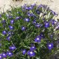 flower seeds Lobelia Erinus   Mrs Clibran,100 seeds #ABG11