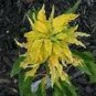 flower seeds Amaranthus  Yellow , 100 Seeds #ABG11