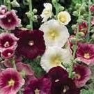 flower seeds Hollyhock  Alcea Rosea Ind Spring Mix , 50 Seeds  #ABG11
