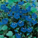 500 flowers seeds California Bluebell  Phacelia Campanularia #ABG11