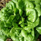 great for your garden Lettuce Buttercrunch 100 Seeds  #ABG11