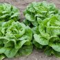 great for your garden Lettuce Buttercrunch 100 Seeds #ABG11