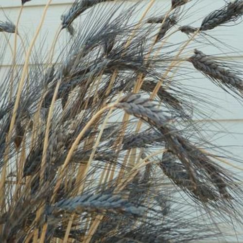 flowers seeds Wheat  Black Knight Triticum Aestivum  10 Seeds #ABG11