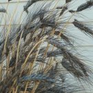 flowers seeds Wheat  Black Knight Triticum Aestivum  10 Seeds #ABG11