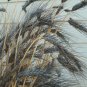 flowers seeds Wheat  Black Knight Triticum Aestivum  10 Seeds #ABG11