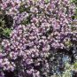 500 flowers Seeds Creeping Thyme  wild Thymus Serpyllum easy to grow  #ABG11