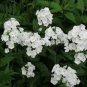 flower seeds Phlox White,100 seeds  #ABG11