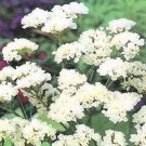 50 flowers Seeds  Statice Limonium Sinuatum  Iceburg White   #ABG11