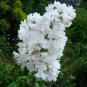 50 flowers Seeds  Statice Limonium Sinuatum  Iceburg White   #ABG11
