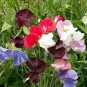 15 flowers Seeds Sweet Pea Royal Mix Lathyrus Odoratus   #ABG11