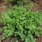 25 Seeds Salad Burnet  Sanguisorba Minor  easy to grow  #ABG11