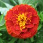 50 Seeds Marigold Tagetes Patula Nana Double Brocade Red easy to grow #ABG11