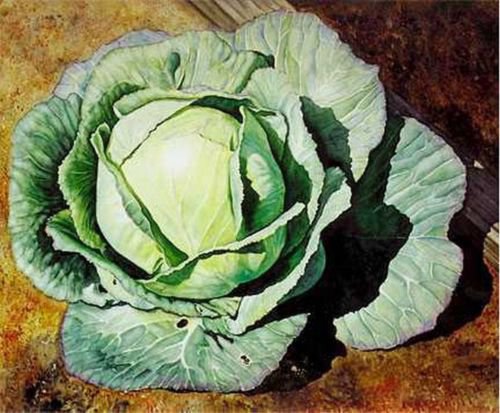 200 Seeds Cabbage  Early Jersey easy to grow #ABG11