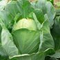 200 Seeds Cabbage  Early Jersey easy to grow #ABG11