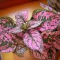 best flower seeds for your garden Hypoestes Hypoestes Sanguinolenta  Pink Polka Dot 50 Seeds #ABG11