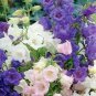 100 flowers Seeds  Canterbury Bells  Campanula  Mix colors #ABG11