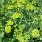 50 flowers Seeds Hare's Ear Bupleurum Rotundifolium Griffithlii #ABG11