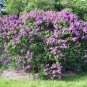 20  flower  Seeds Lilac  Common easy to grow   #ABG11