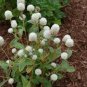 50 flowers Seeds Gomphrena Globosa  White #ABG11