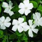 50 flowers Seeds Vinca  Periwinkle  White #ABG11