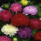 50 flowers Seeds  Aster  Callistephus Tall Paeony Duchess  Mixed #ABG11