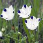 250 Seeds Five Spot Nemophila Maculata easy to grow #ABG11