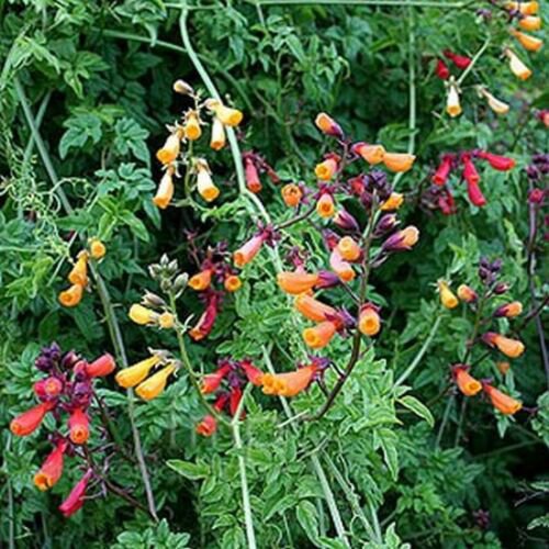 50 Seeds Chilean Glory Vine  Eccremocarpus Scaber Mix #ABG11