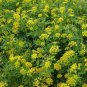 flower seeds Zizia Aurea Golden Alexanders 50 Seeds #ABG11