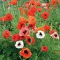 flower seeds Poppy Oriental Mix 500 Seeds #ABG11