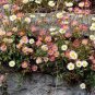 50 flower Seeds Erigeron Karvinskianus Profusion mix #ABG11
