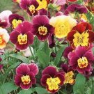 50 Seeds Viola Cornuta  Bambini  great for your garden  #ABG11