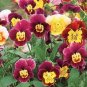 50 Seeds Viola Cornuta  Bambini  great for your garden  #ABG11