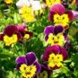 50 Seeds Viola Cornuta  Bambini  great for your garden  #ABG11