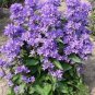 50 Seeds Bellflower Campanula Glomerata Superba  easy to grow #ABG11