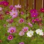 100 flowers Seeds Cosmos Bipinnatus -Sensation Mix colors #ABG11