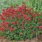 flower seeds Jupiter's Beard Centranthus Ruber Coccineus  Red,50 Seeds #ABG11