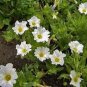 Nolana Chilean Bellflower White color,50 Seeds #ABG11